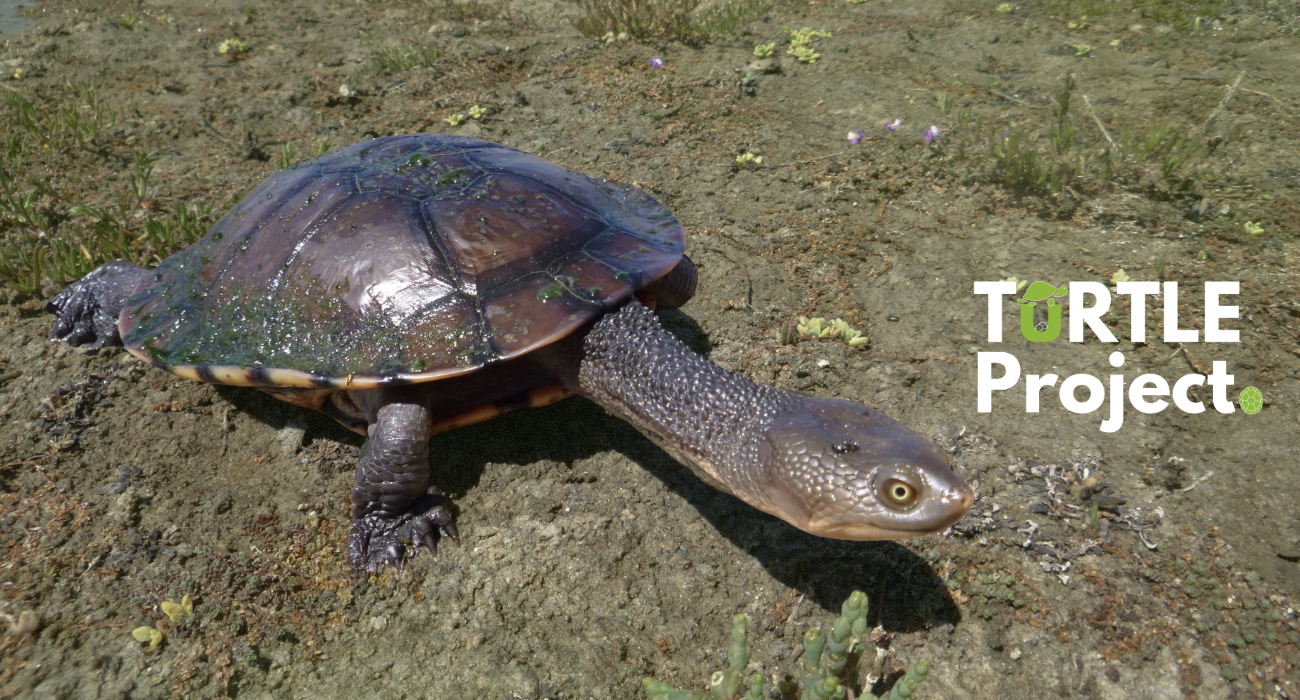 Undp Turtle Project TURTLE Project | FLOW