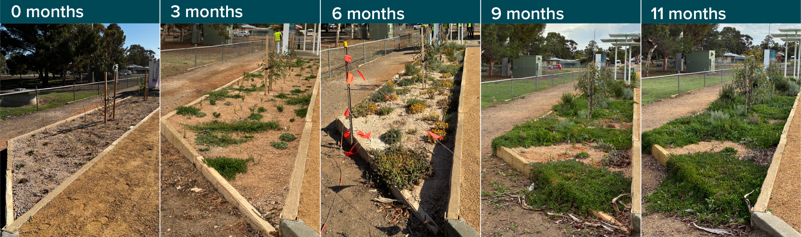 5 images comparing the growth of the south bed at the woody meadow planting trial. From left to right Image 1 at 0 months, then 3 months, 6 months, 9 months and 11 months