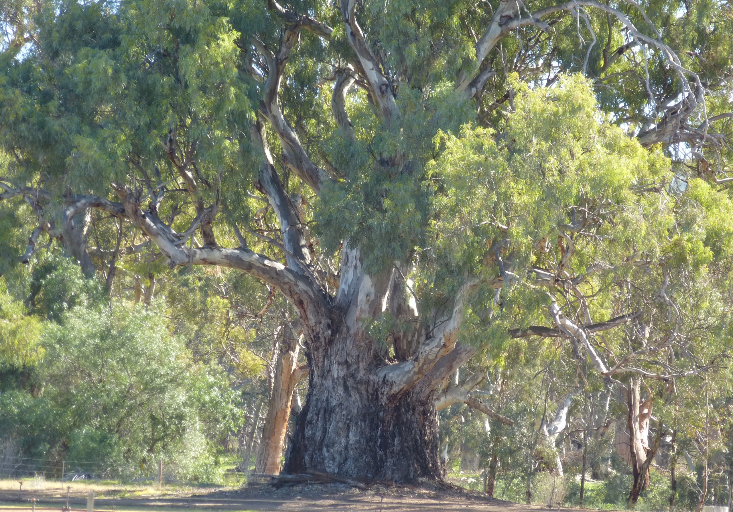 River red gum