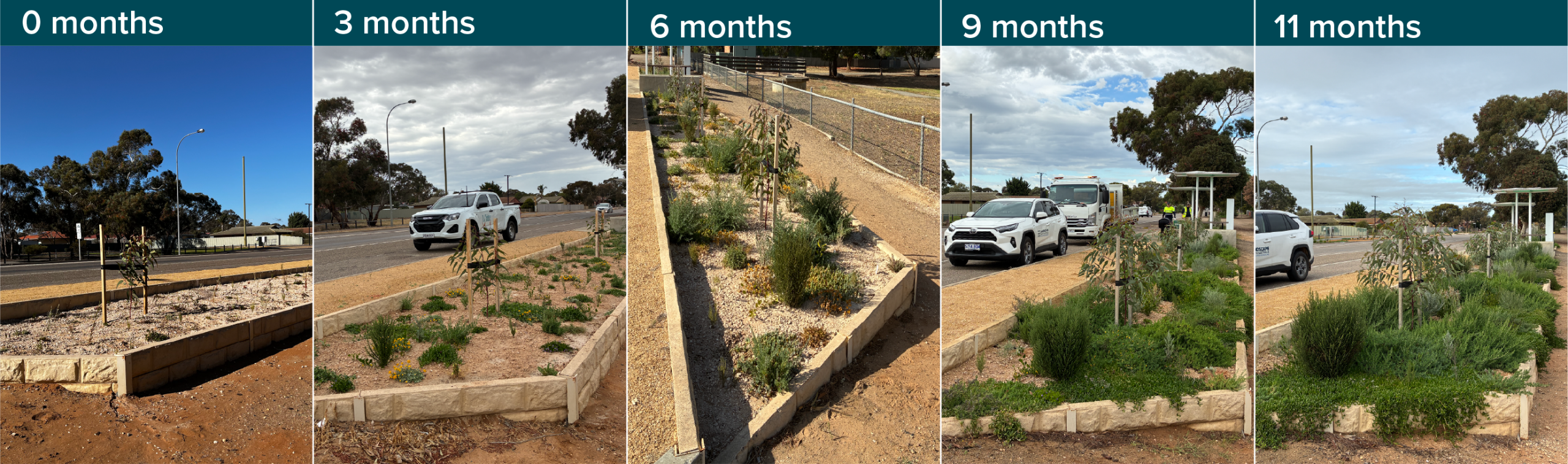 5 images comparing the growth of the north bed at the woody meadow planting trial. From left to right Image 1 at 0 months, then 3 months, 6 months, 9 months and 11 months