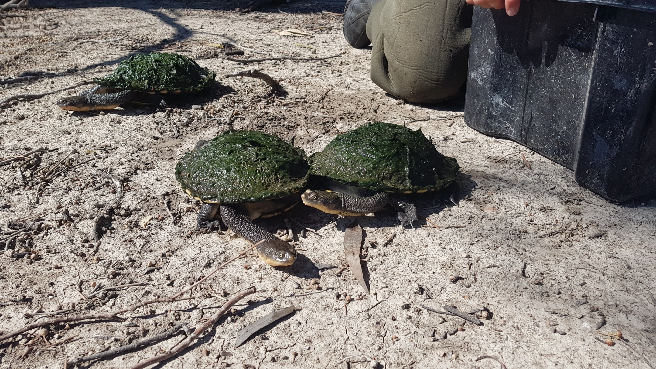Eastern long-necked turtles 