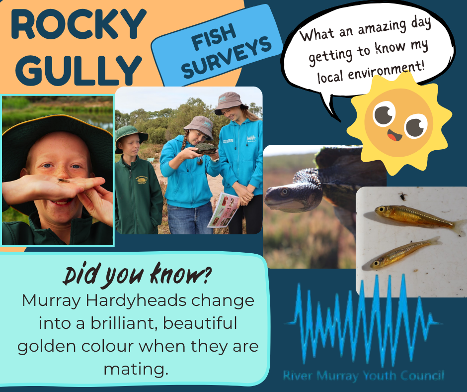 Rocky Gully fish surveys