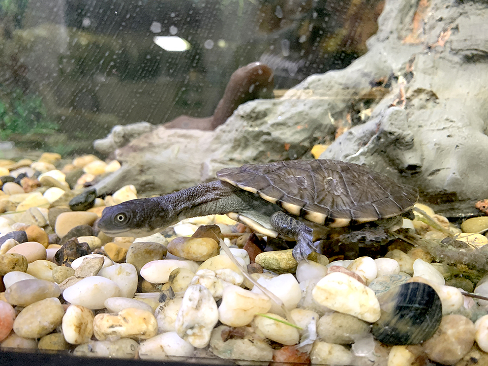Eastern long-necked turtle