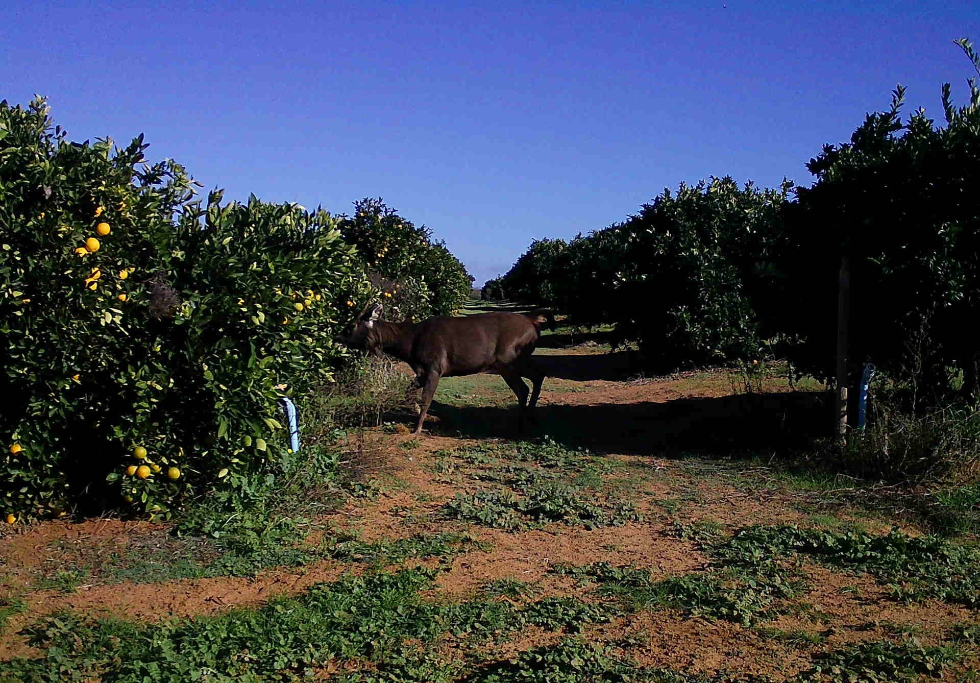 Sambar deer May 2026