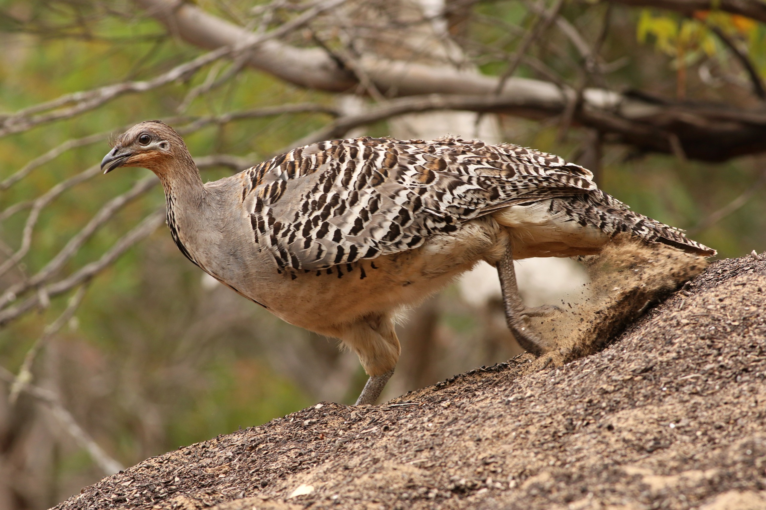 A male malleefowl scraping soil for its nesting mound.