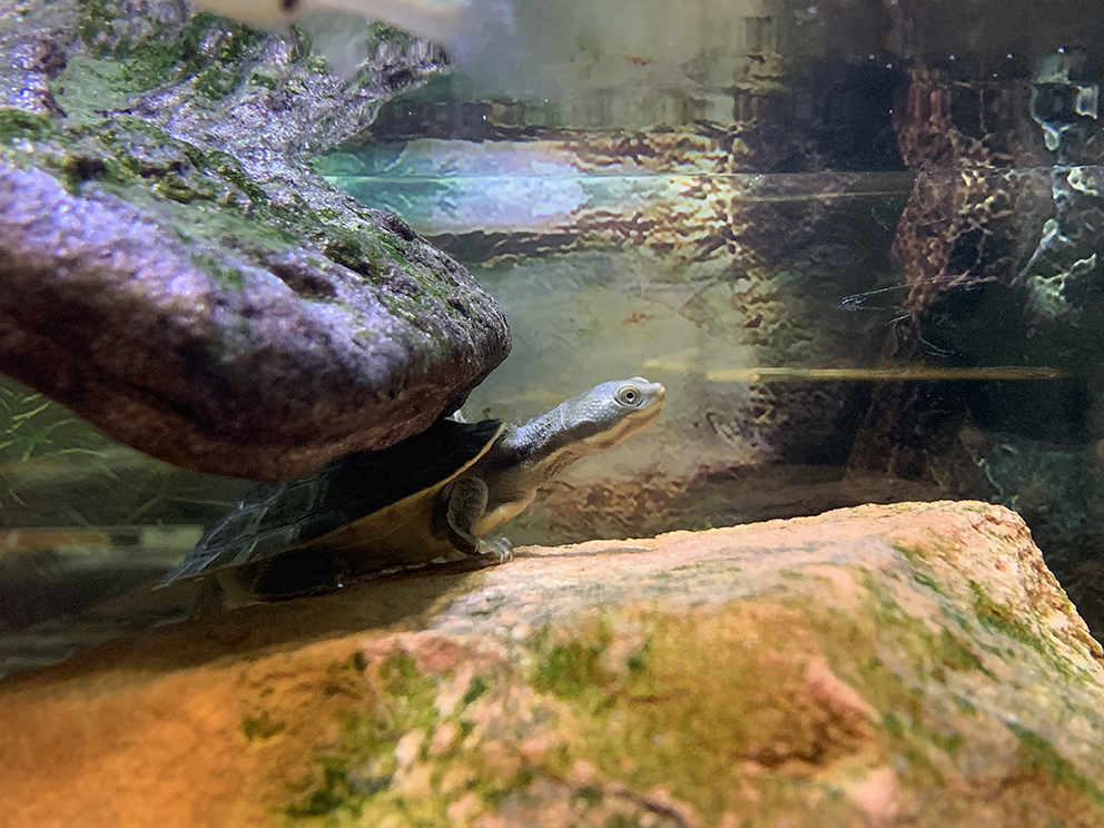 Murray short-necked turtle