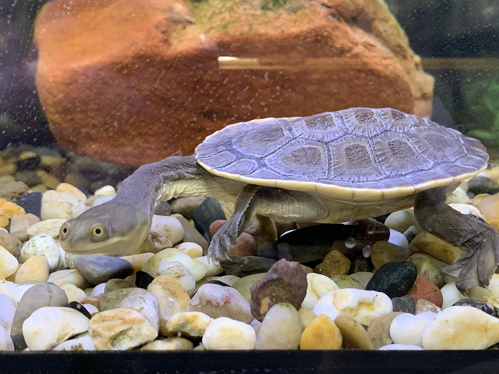 Broad-shelled turtle