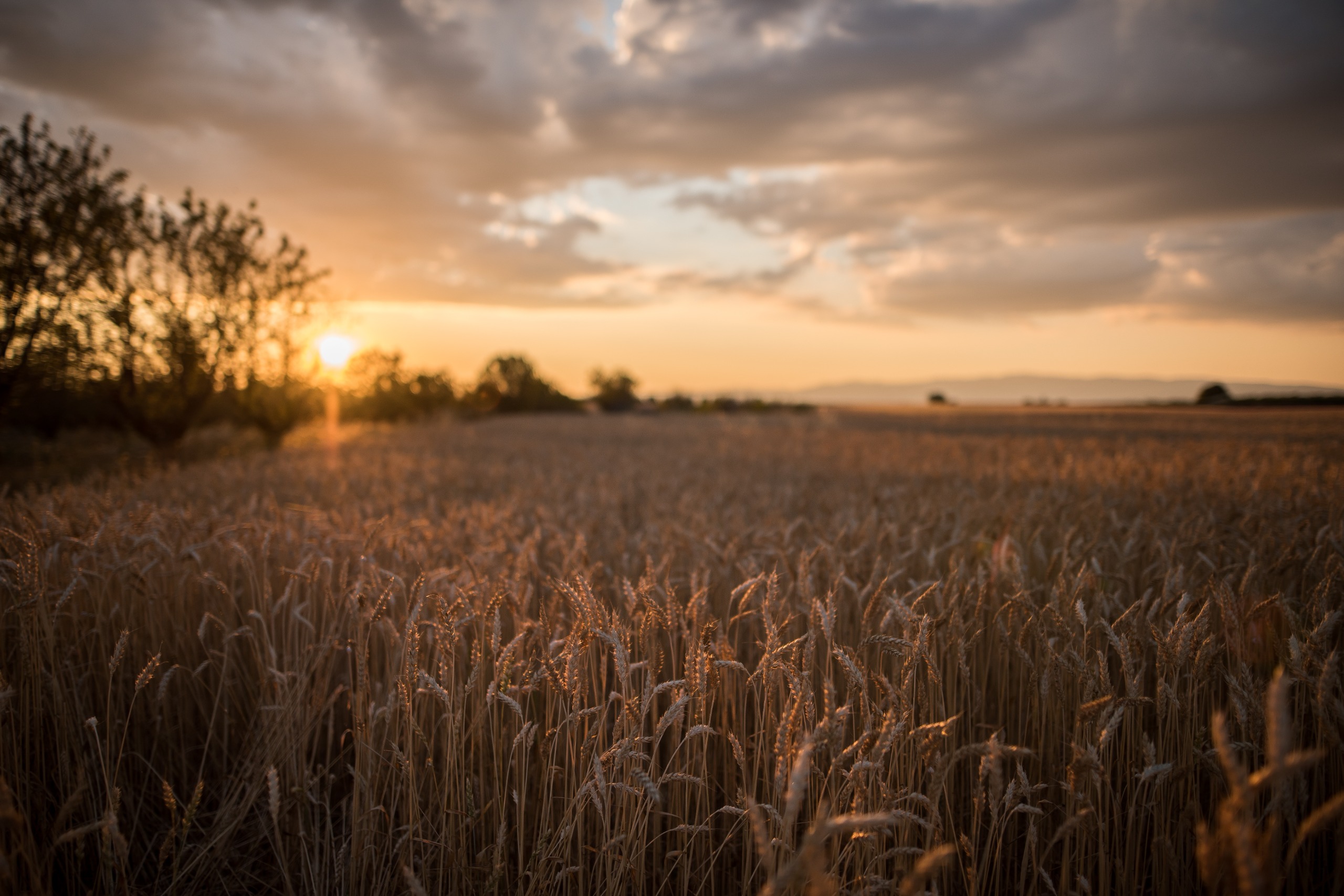 Sunrise in a field