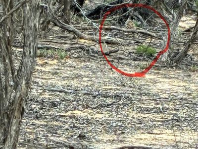 Malleefowl sighting at Peebinga